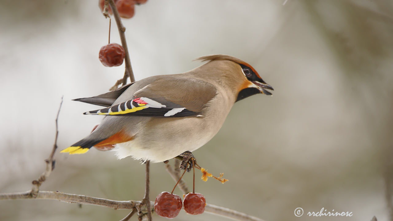 Bohemian waxwing