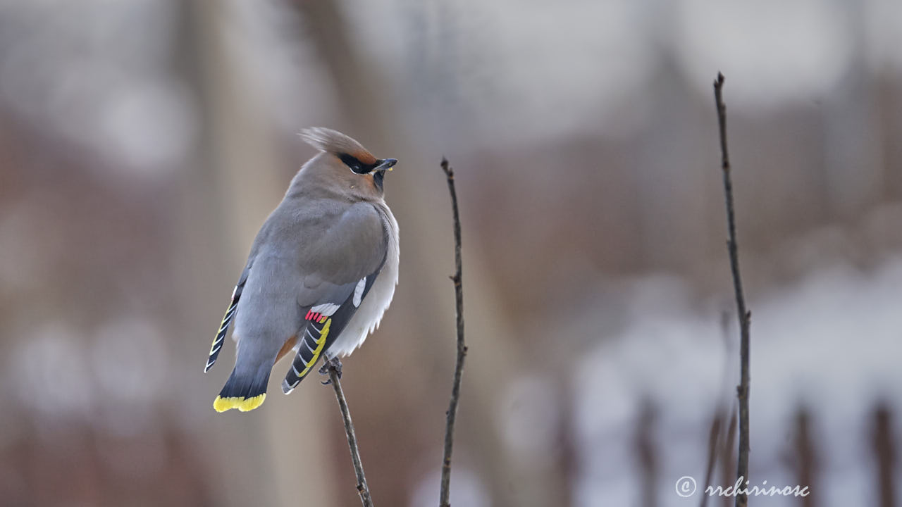 Bohemian waxwing