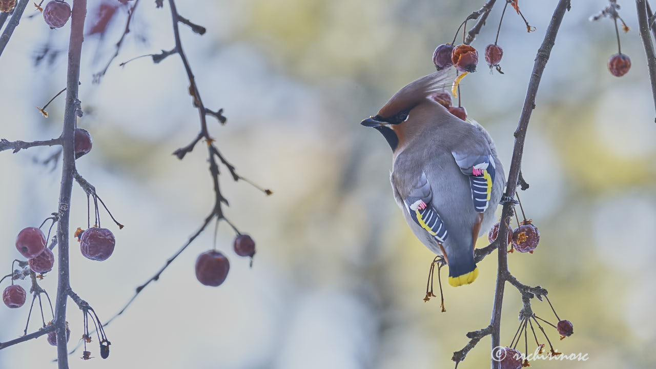 Bohemian waxwing