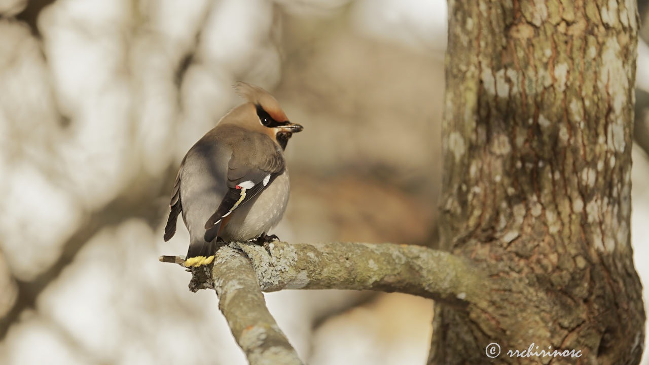 Bohemian waxwing