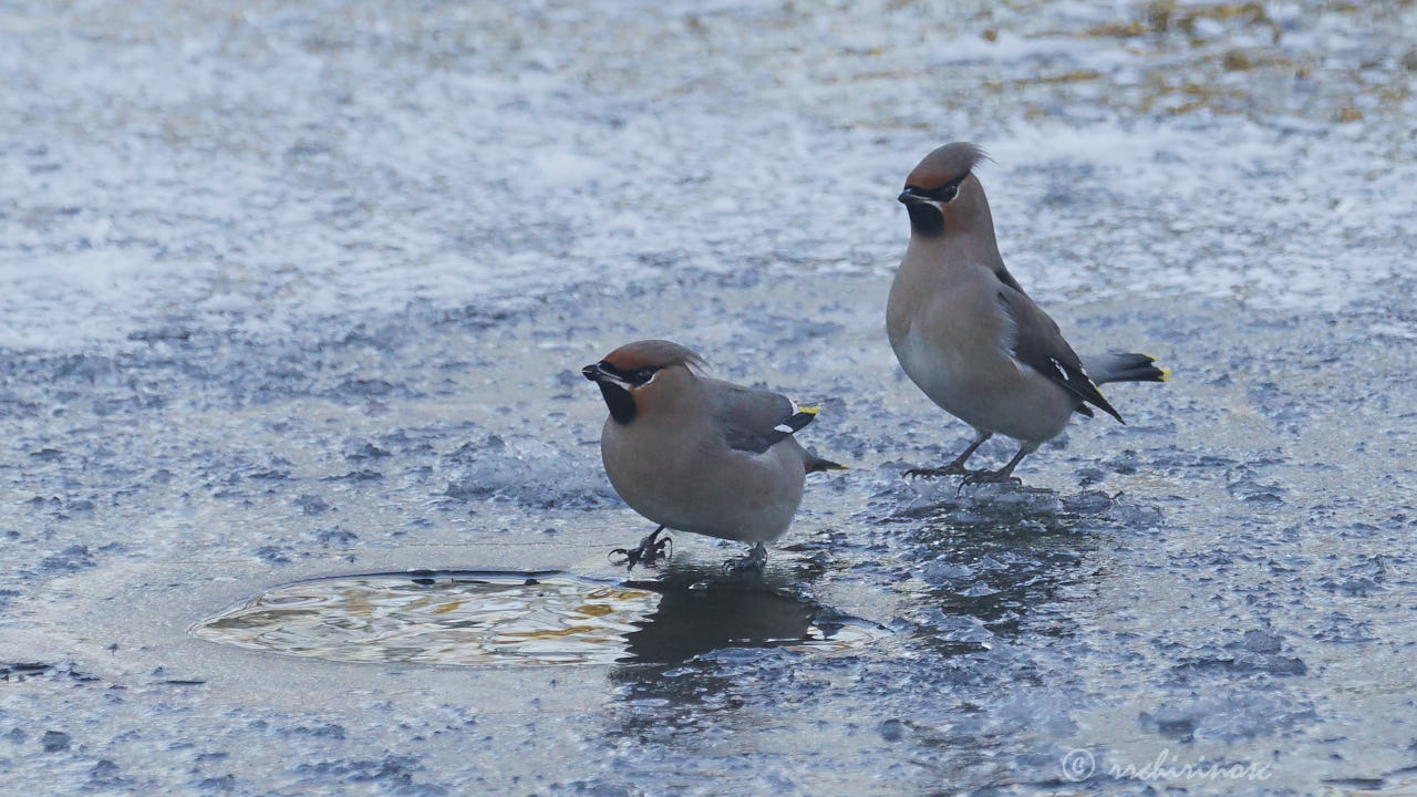 Bohemian waxwing