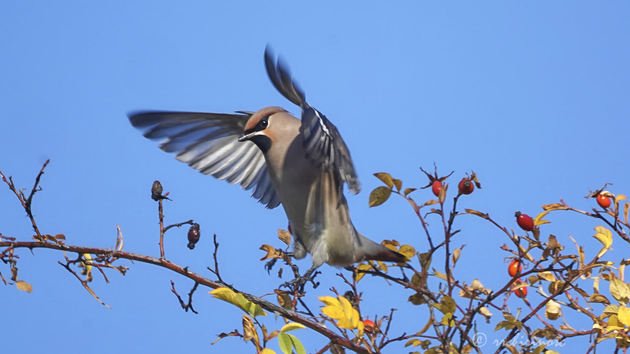 Bohemian waxwing