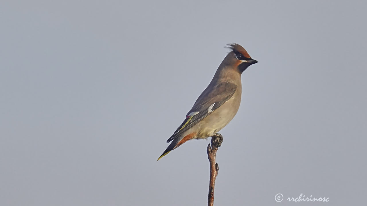 Bohemian waxwing