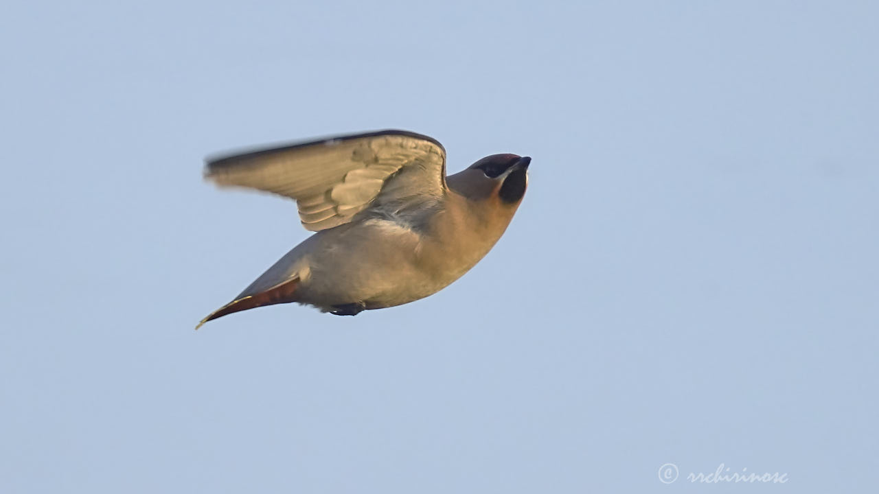 Bohemian waxwing