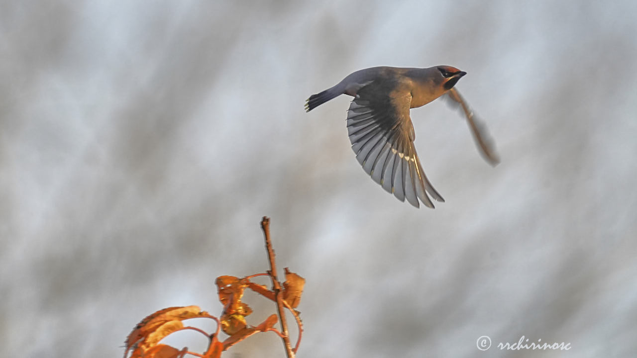 Bohemian waxwing