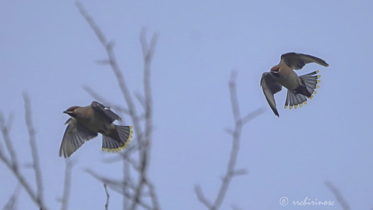 Bohemian waxwing