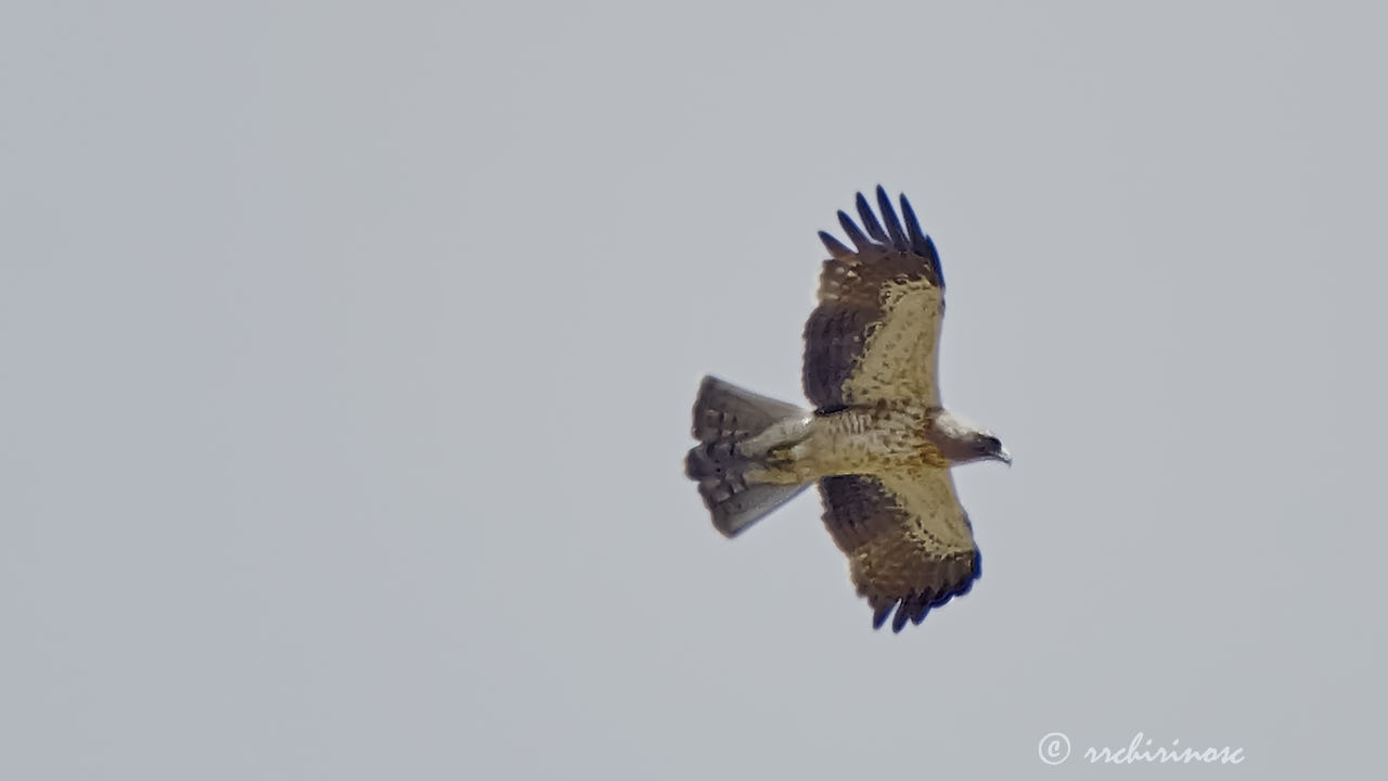 Booted eagle