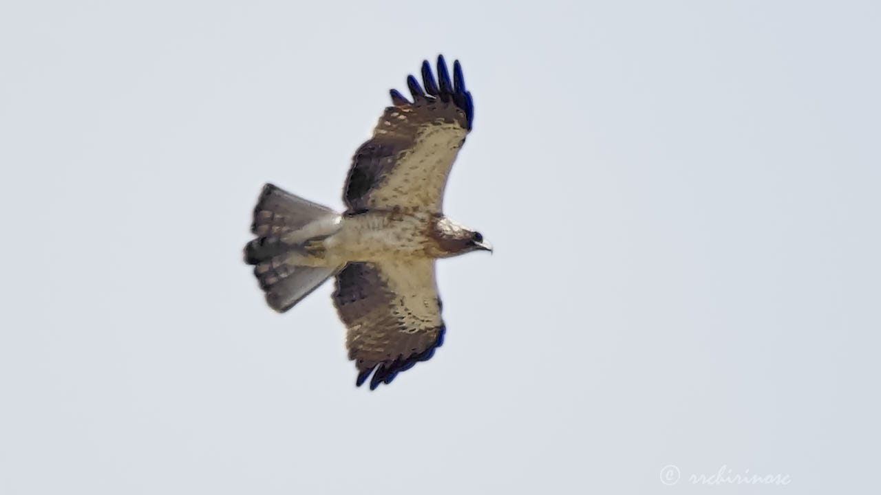 Booted eagle