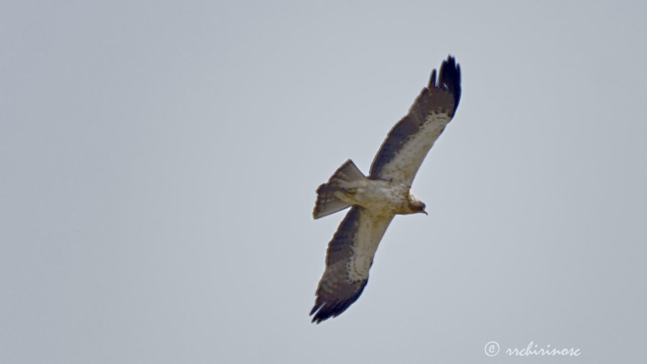 Booted eagle