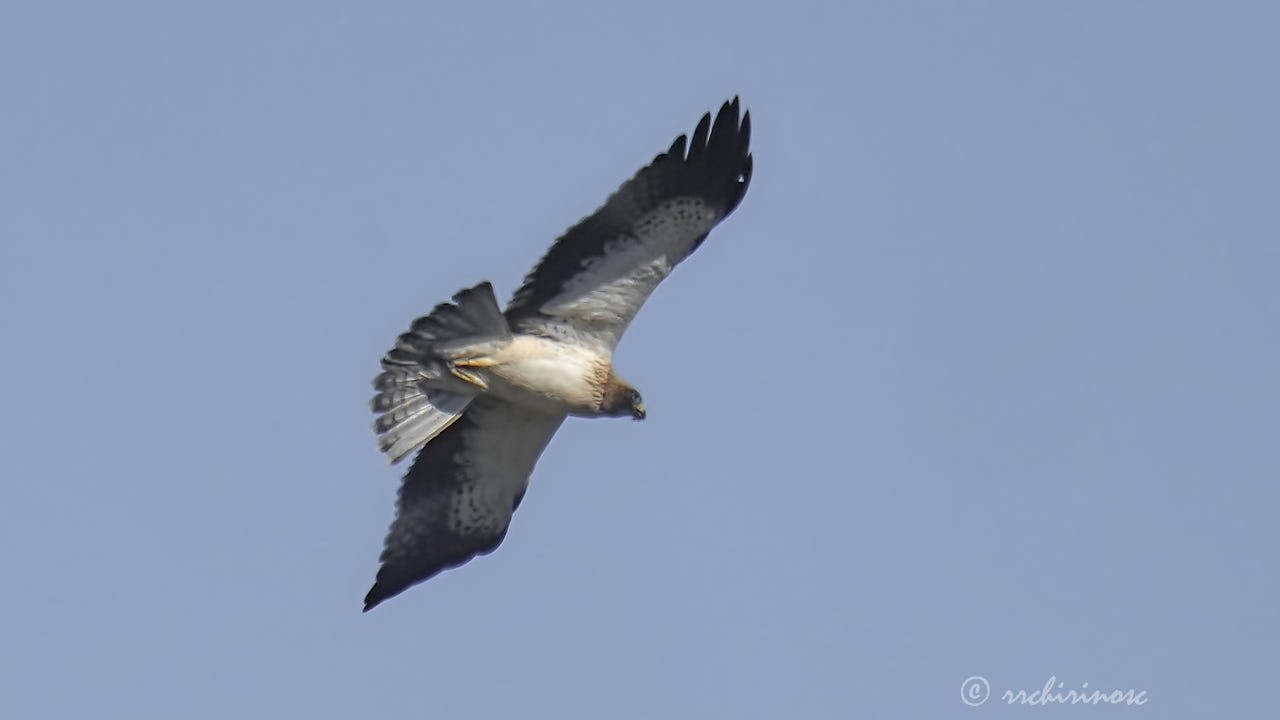 Booted eagle