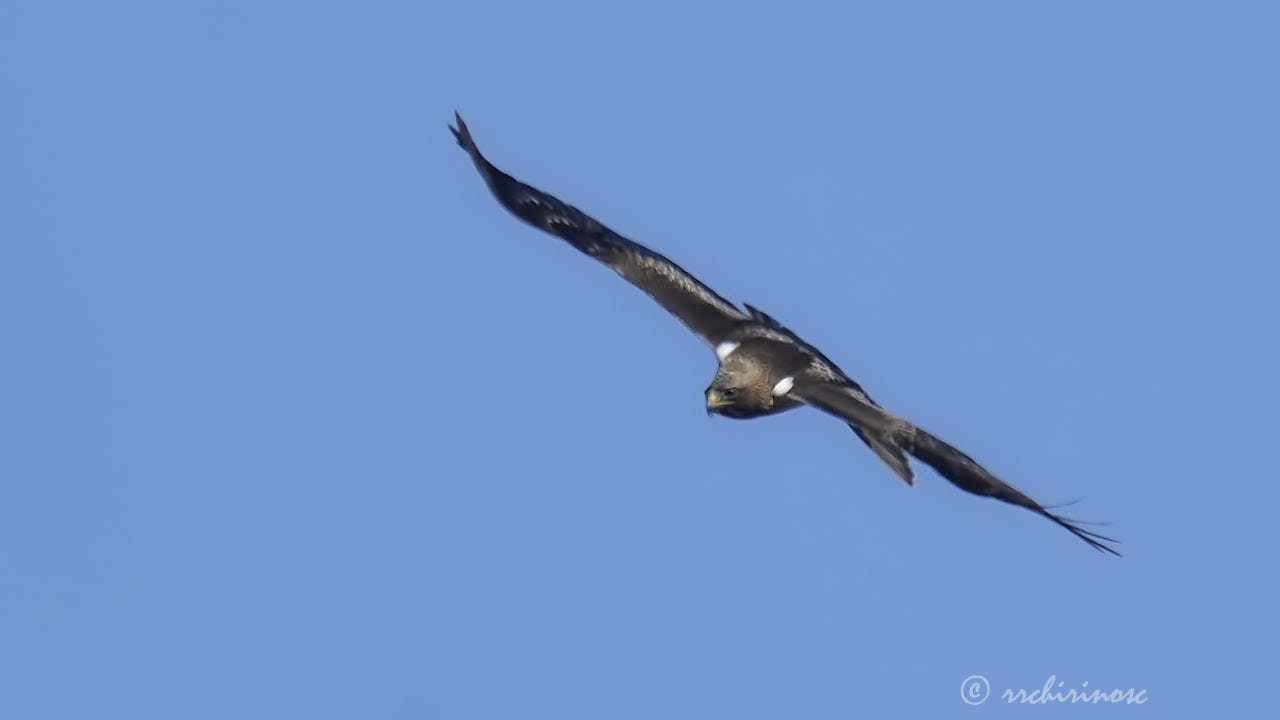 Booted eagle