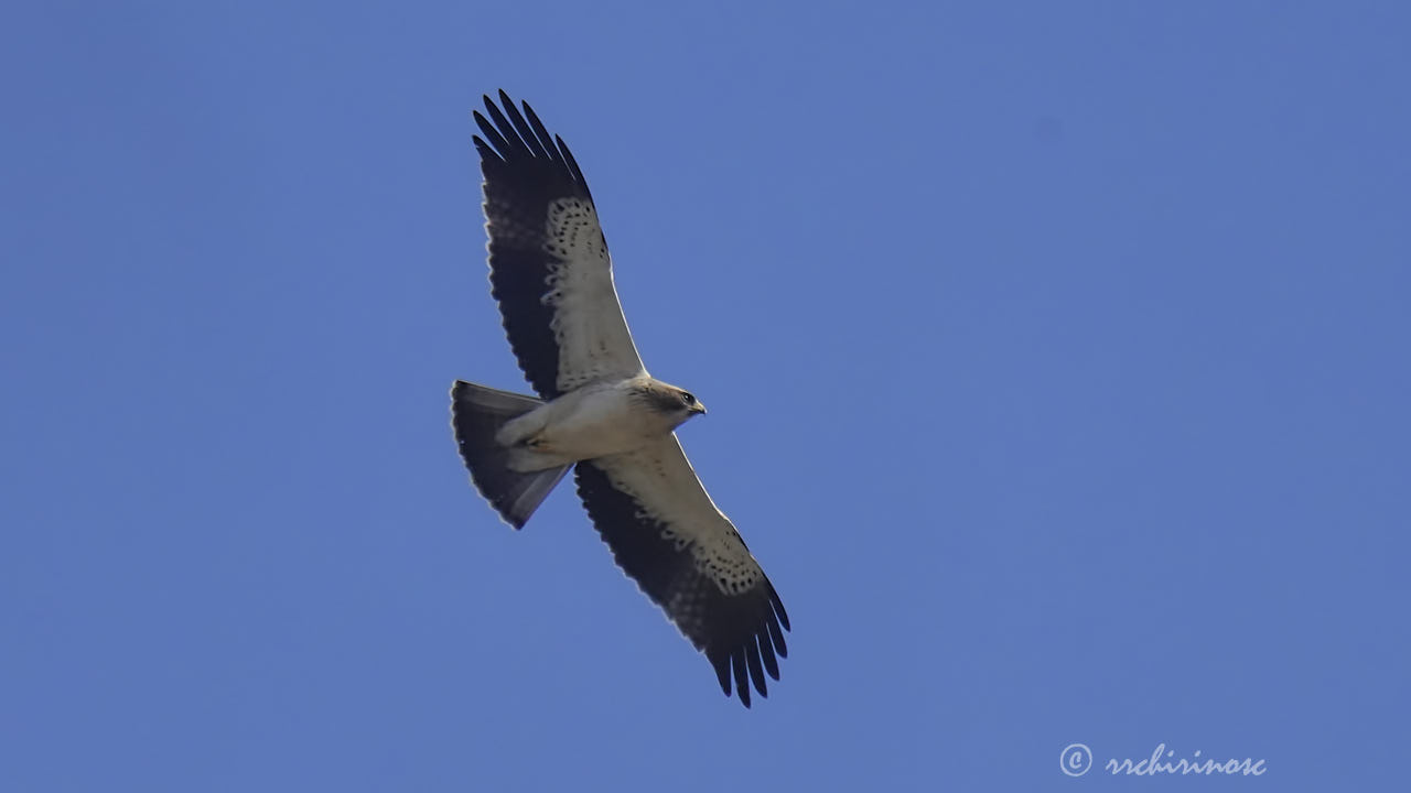 Booted eagle