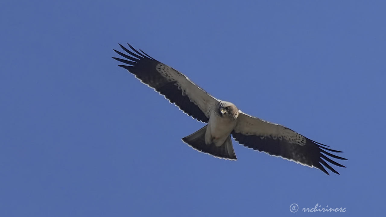 Booted eagle