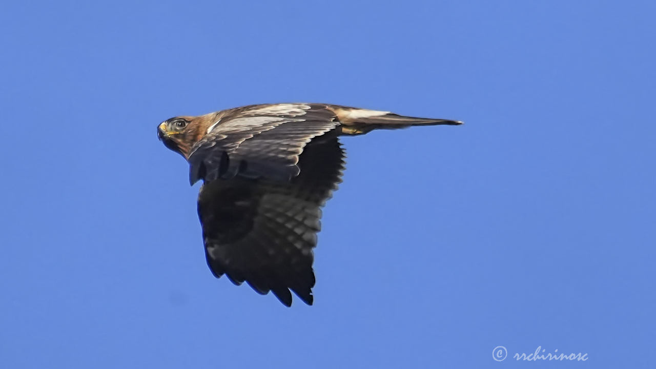 Booted eagle