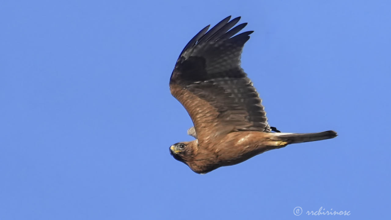 Booted eagle