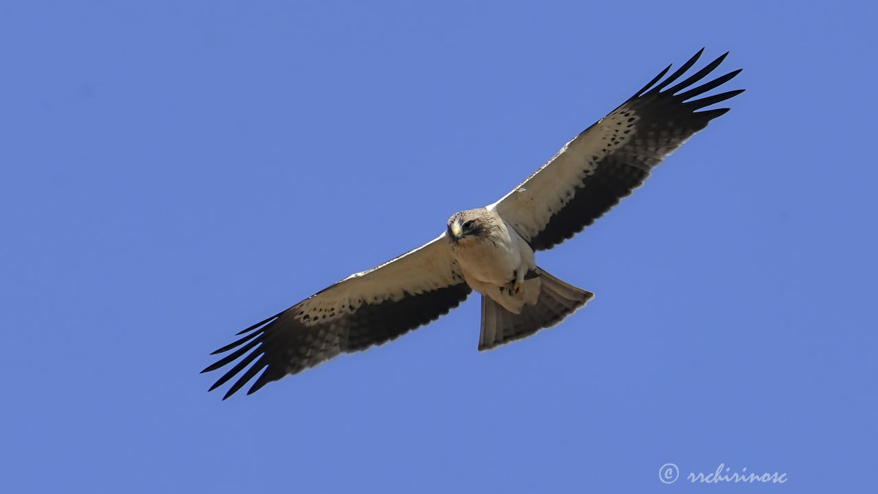 Booted eagle