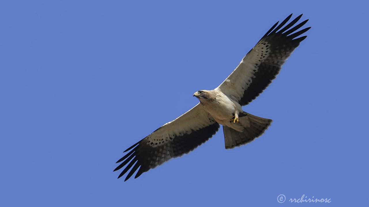 Booted eagle