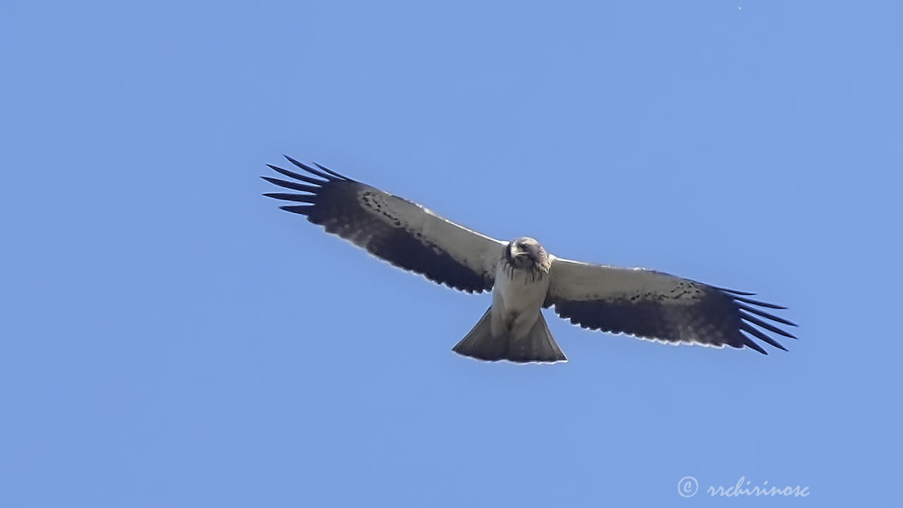 Booted eagle