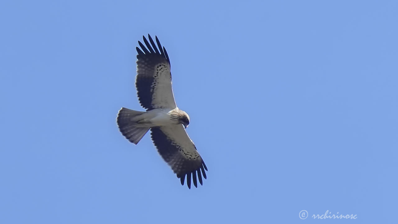 Booted eagle