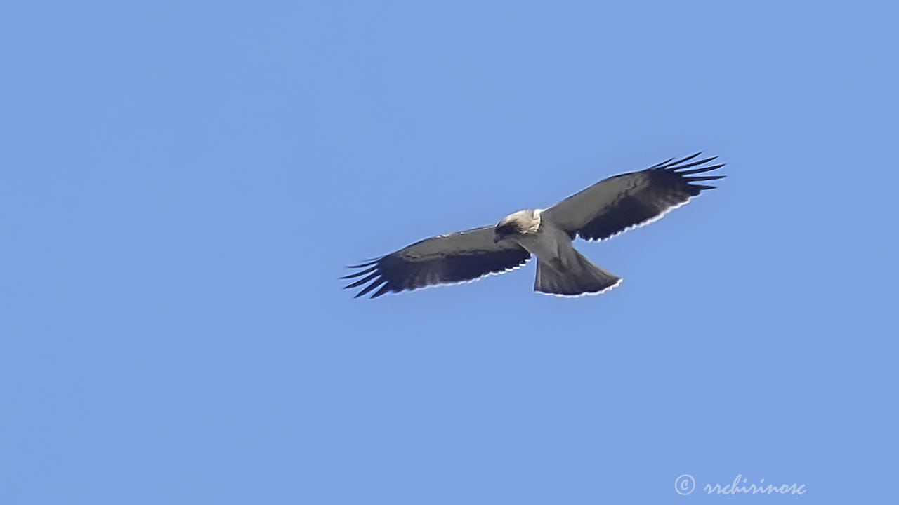 Booted eagle