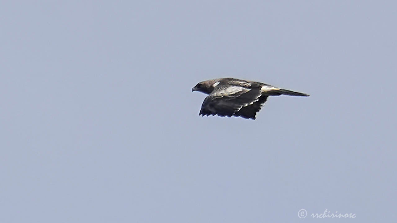 Booted eagle