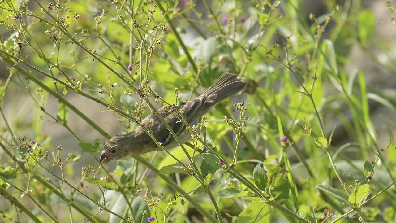 Drab seedeater