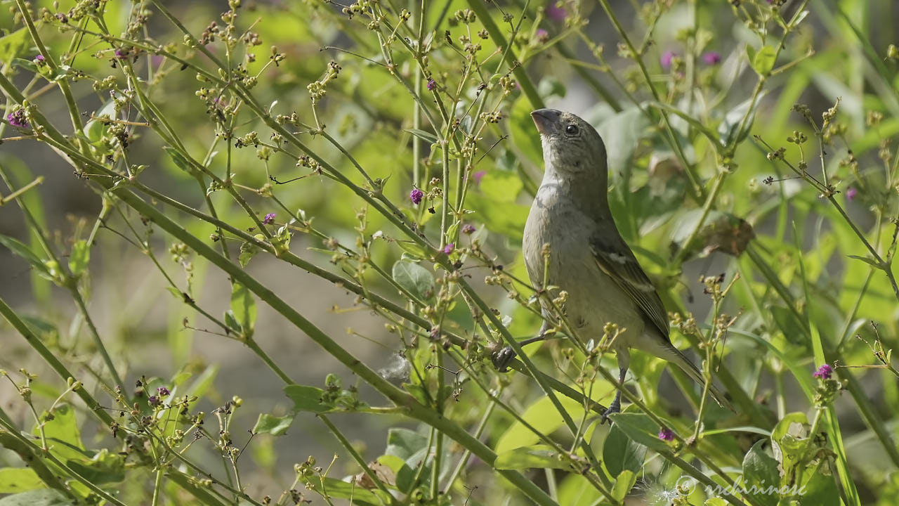 Drab seedeater