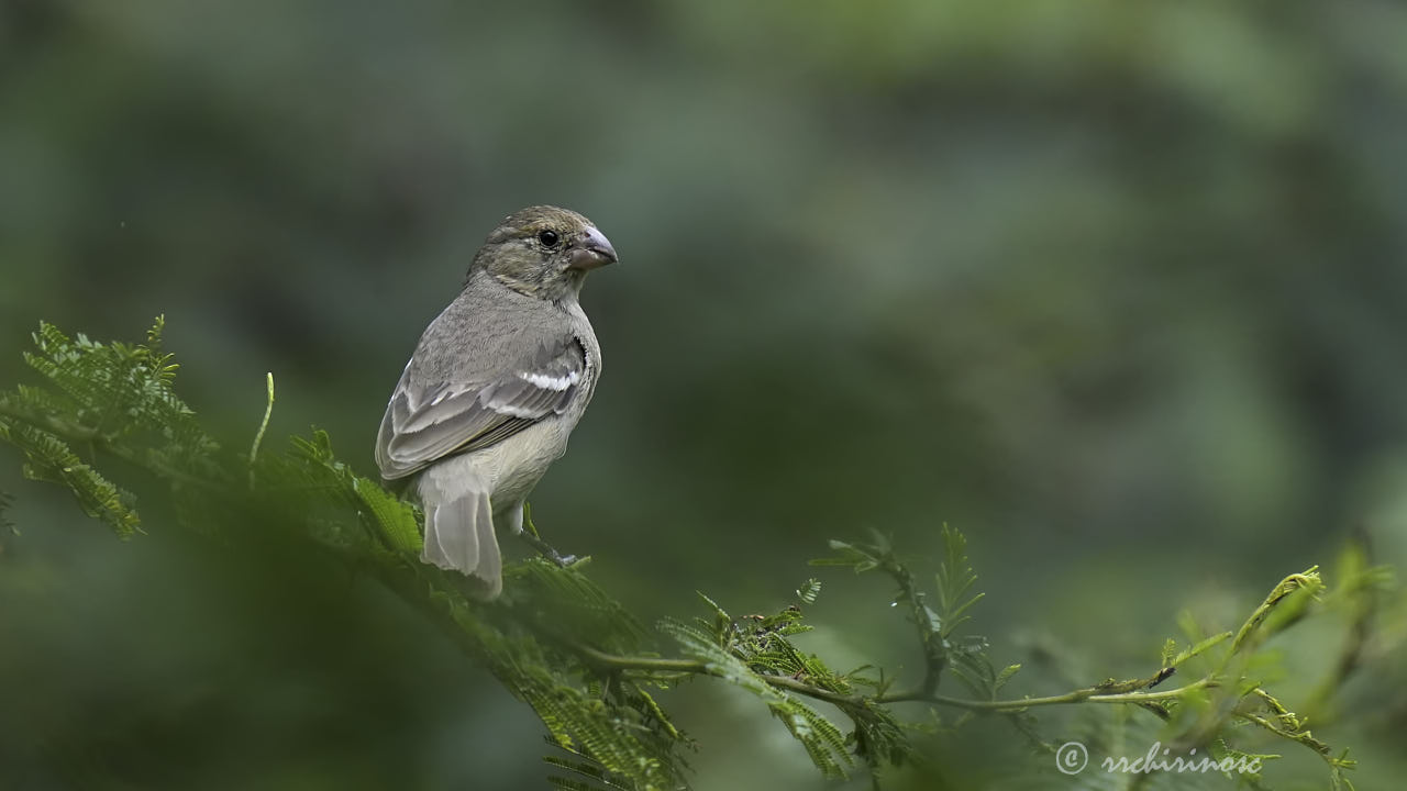 Drab seedeater