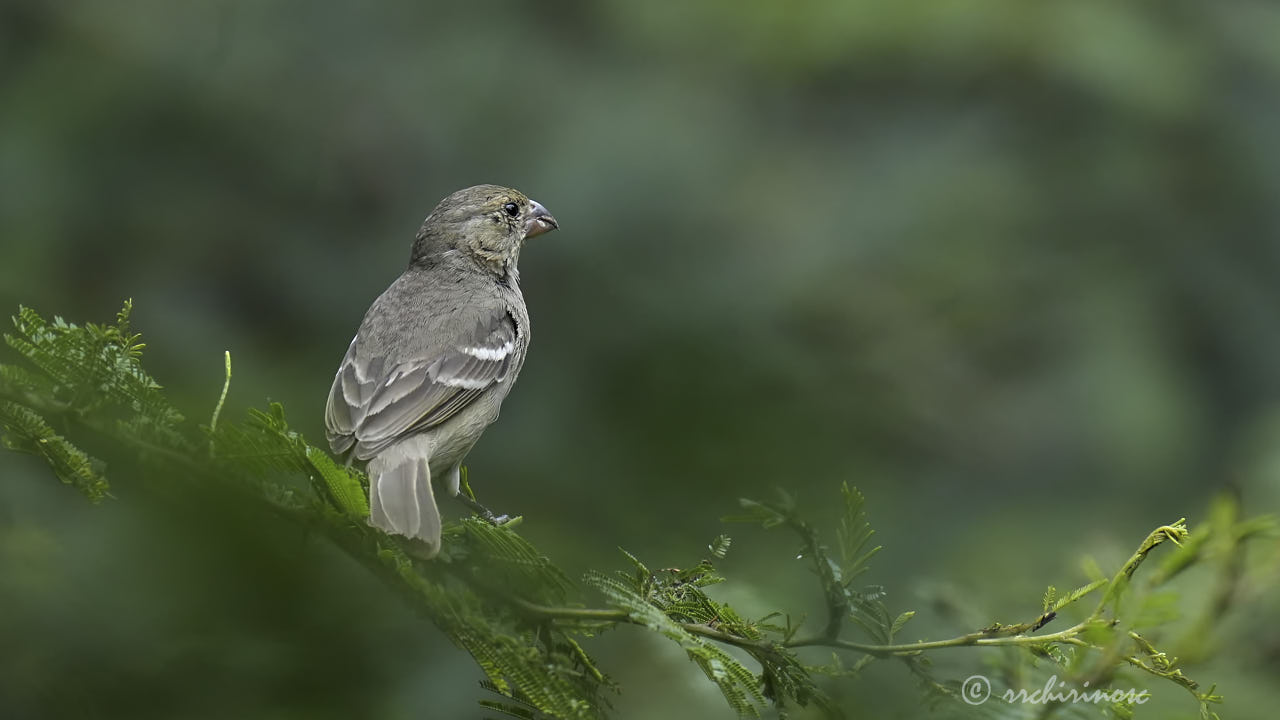 Drab seedeater
