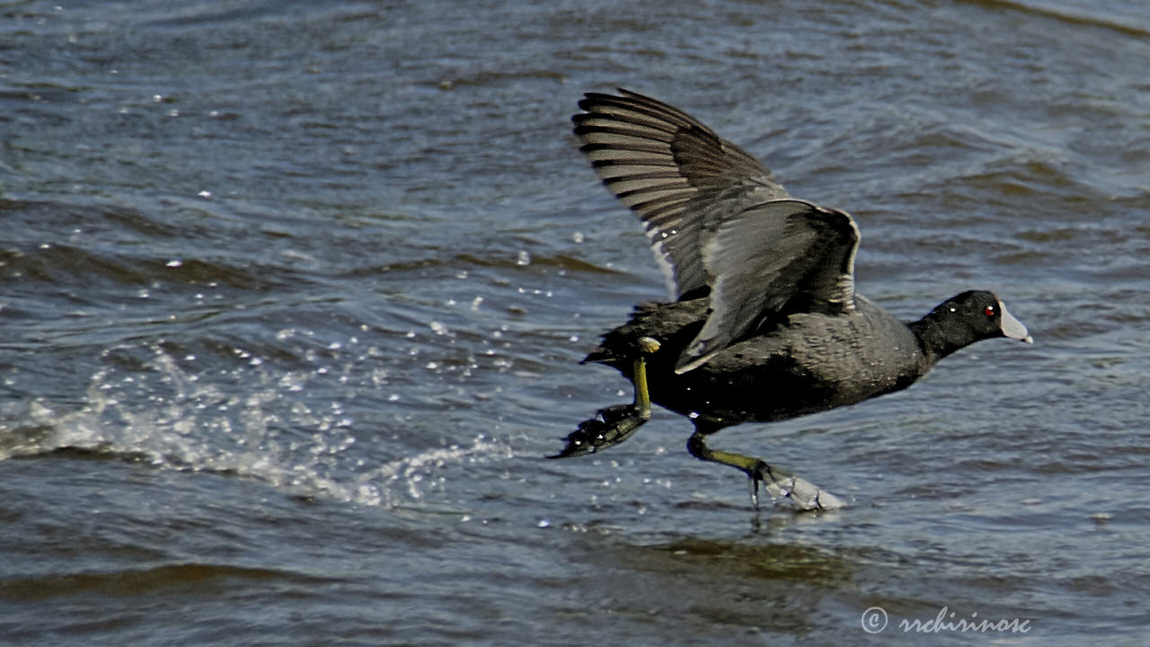 American coot