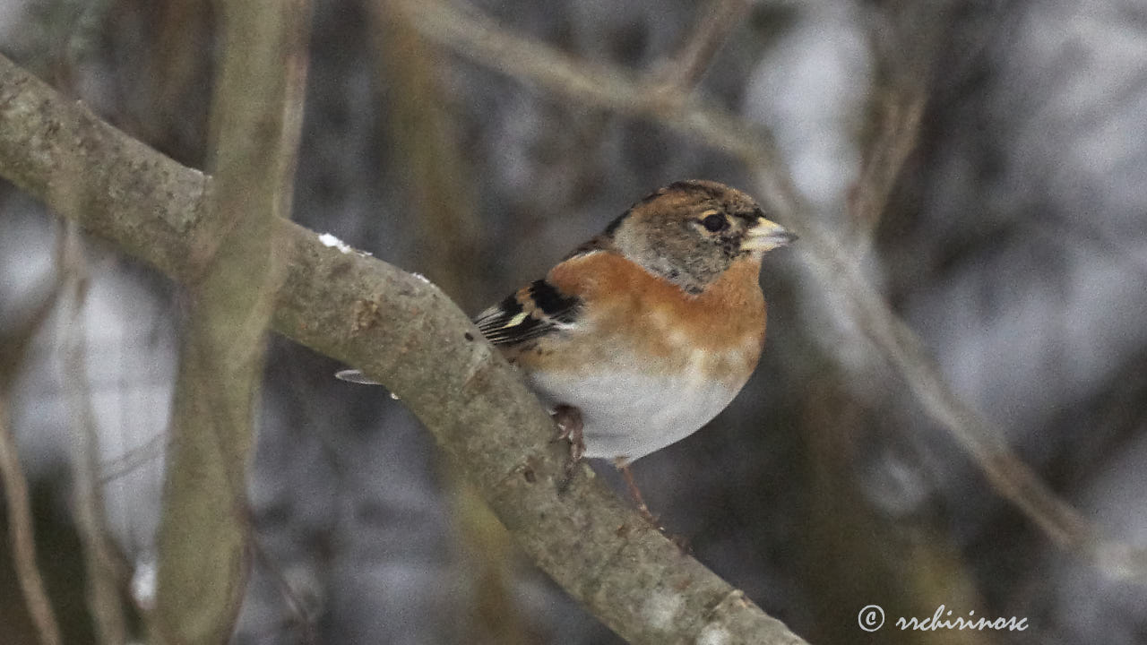 Brambling