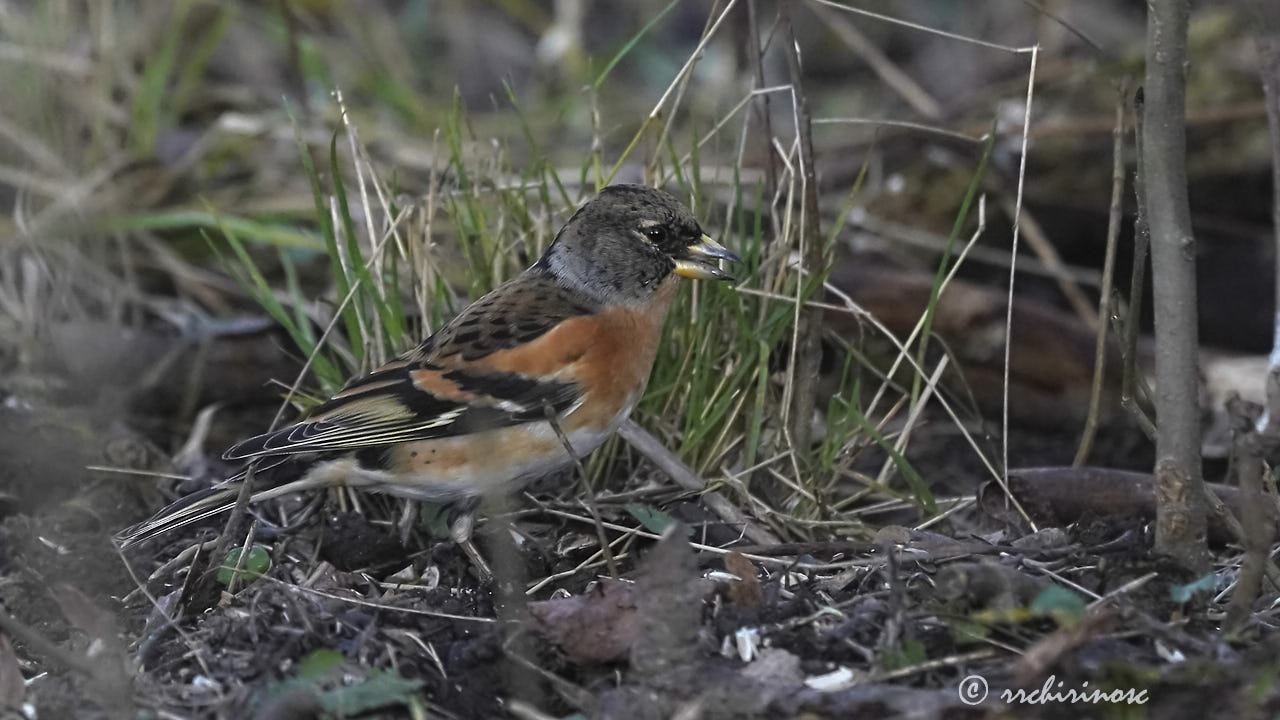 Brambling