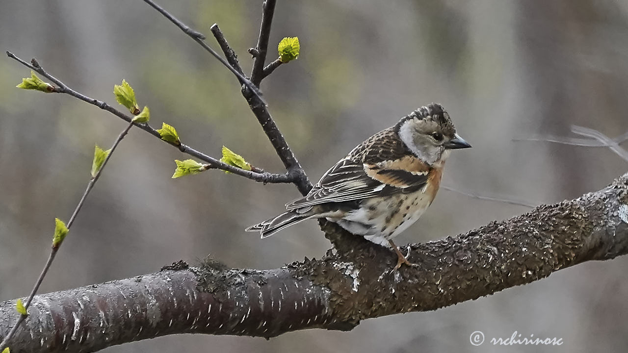 Brambling