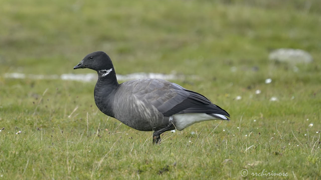 Brant
