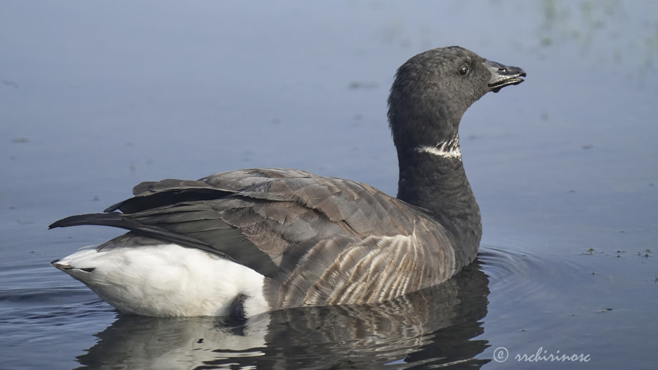 Brant