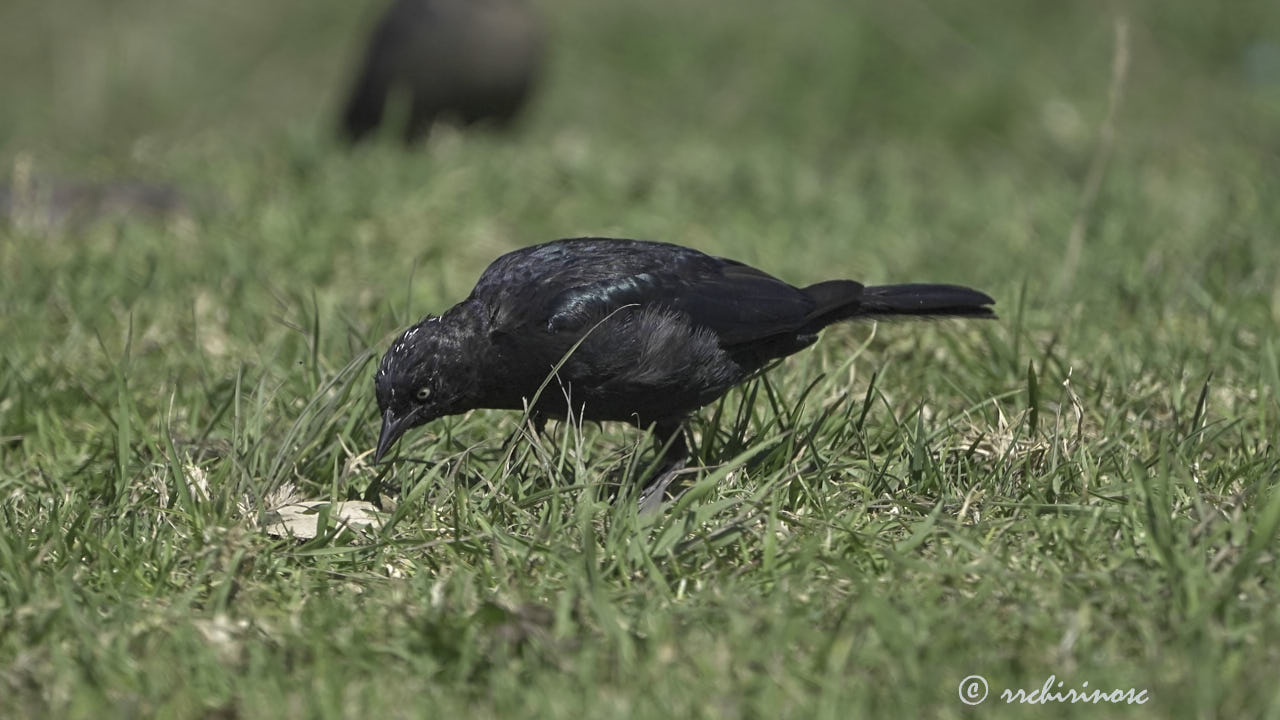 Brewer's blackbird