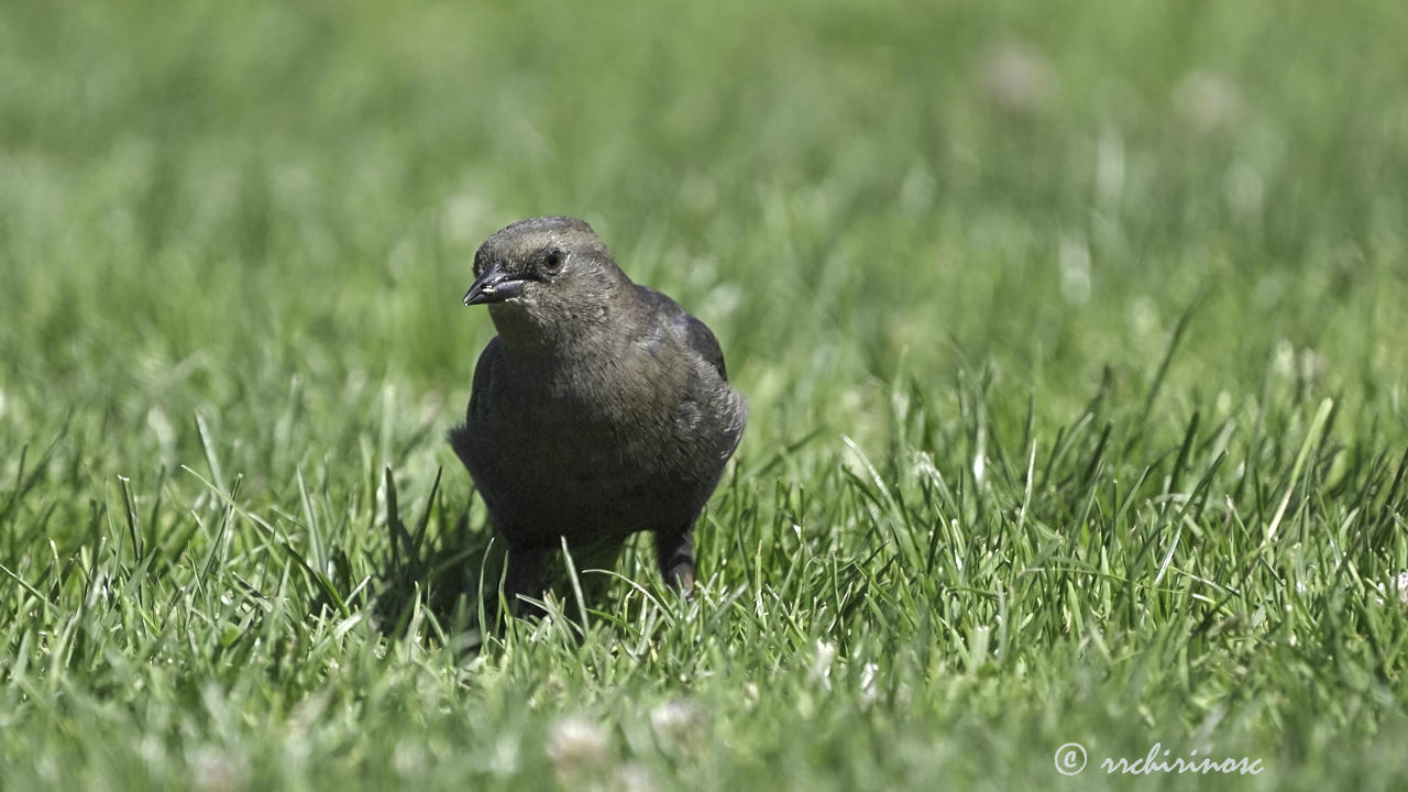 Brewer's blackbird