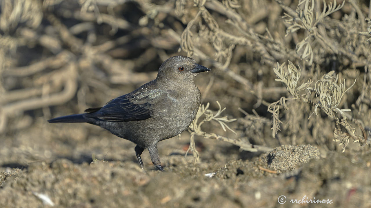 Brewer's blackbird