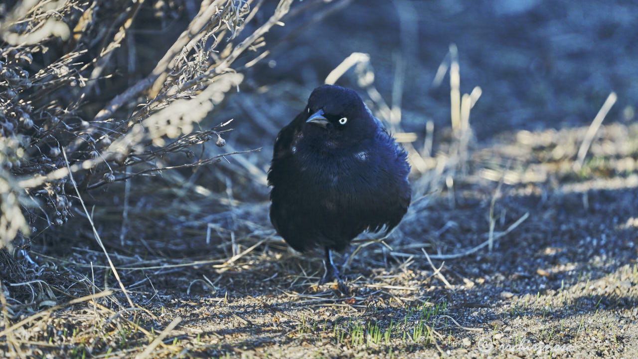 Brewer's blackbird