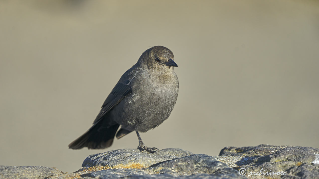 Brewer's blackbird