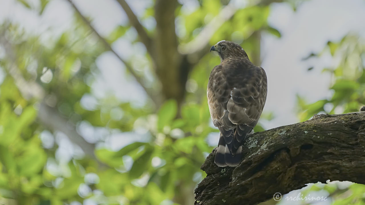 Broad-winged hawk