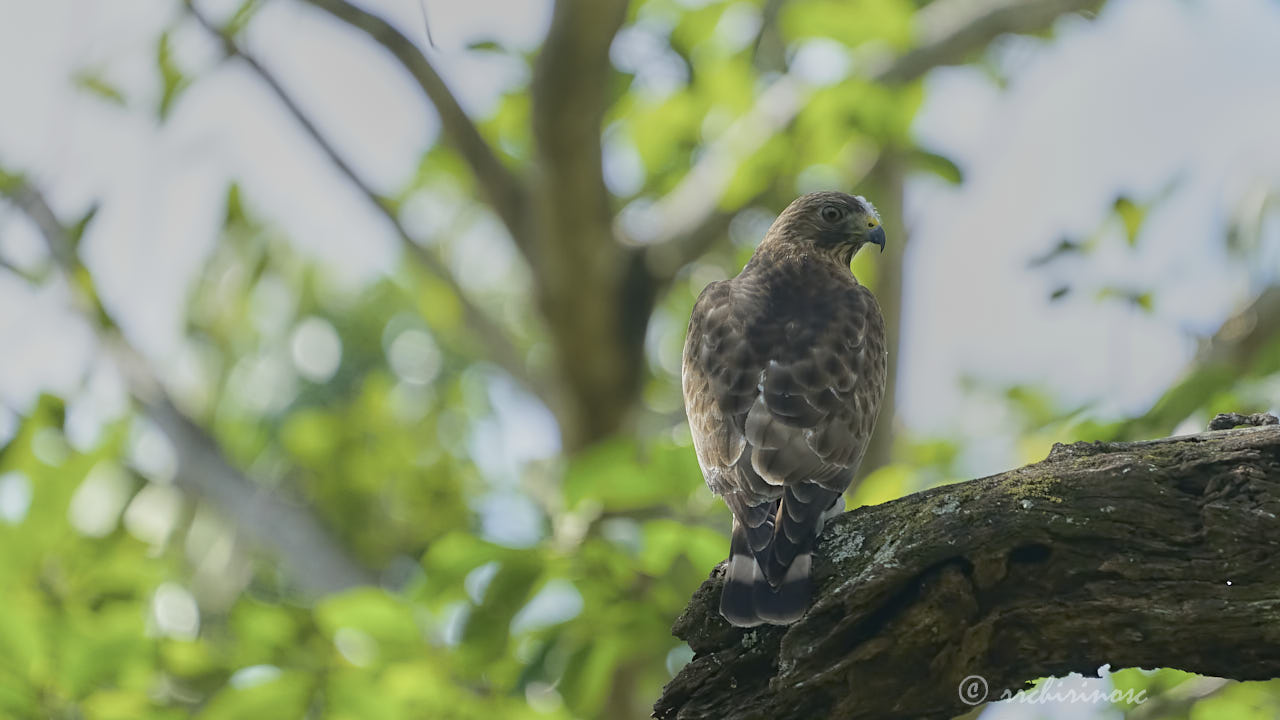 Broad-winged hawk