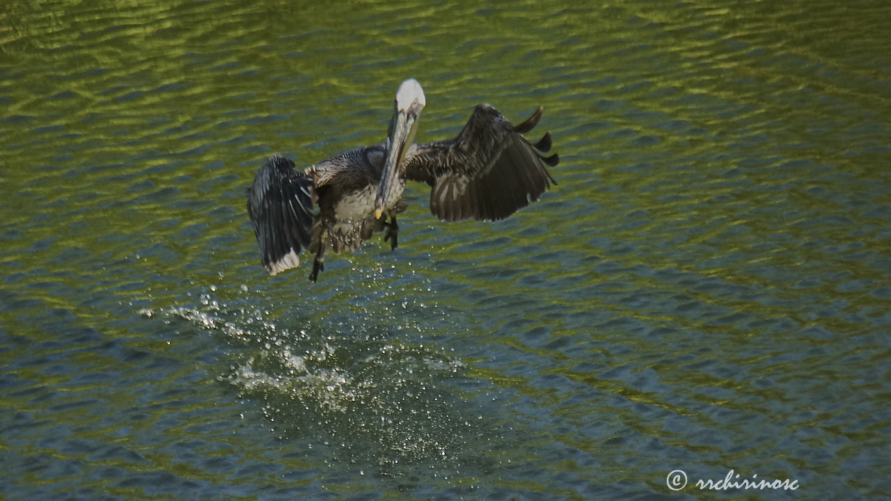 Brown pelican