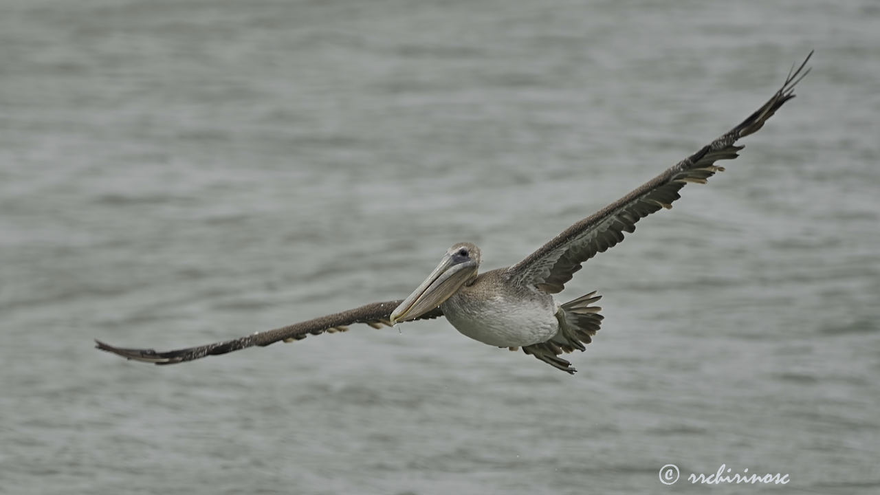 Brown pelican