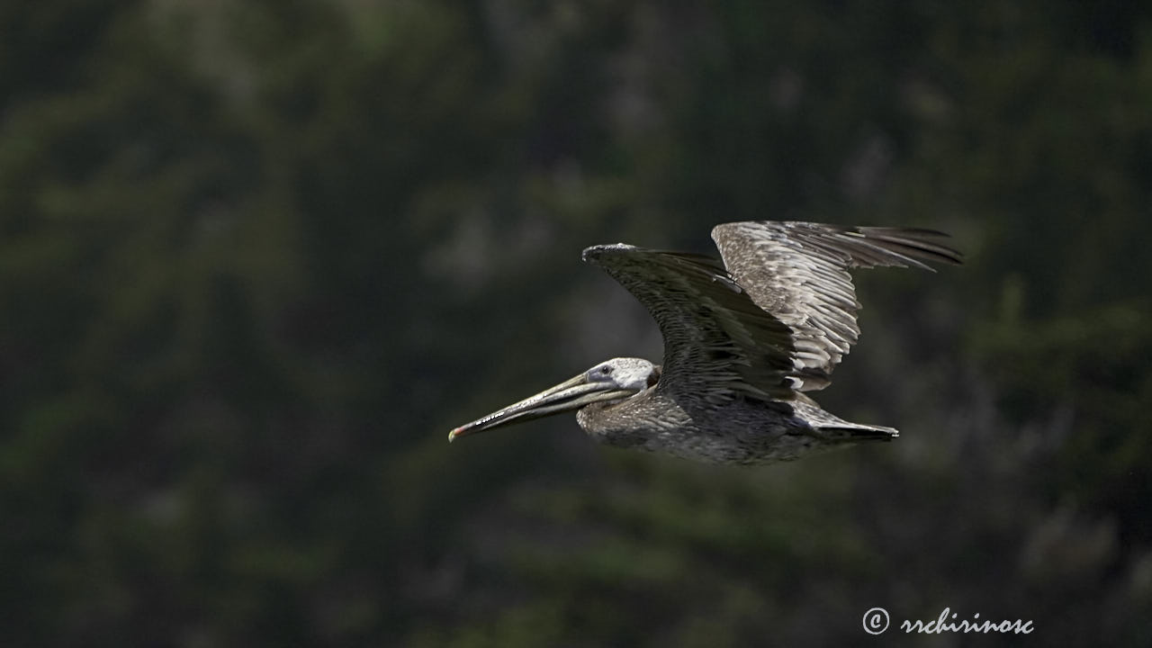 Brown pelican