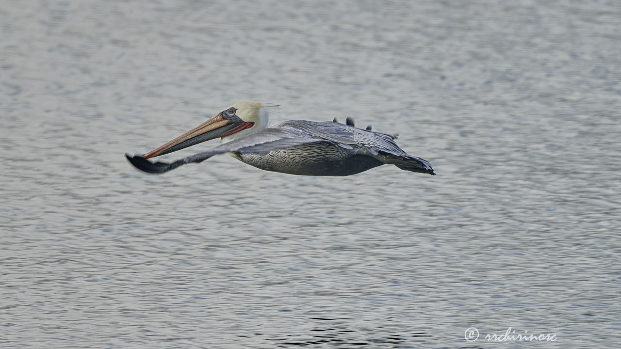 Brown pelican