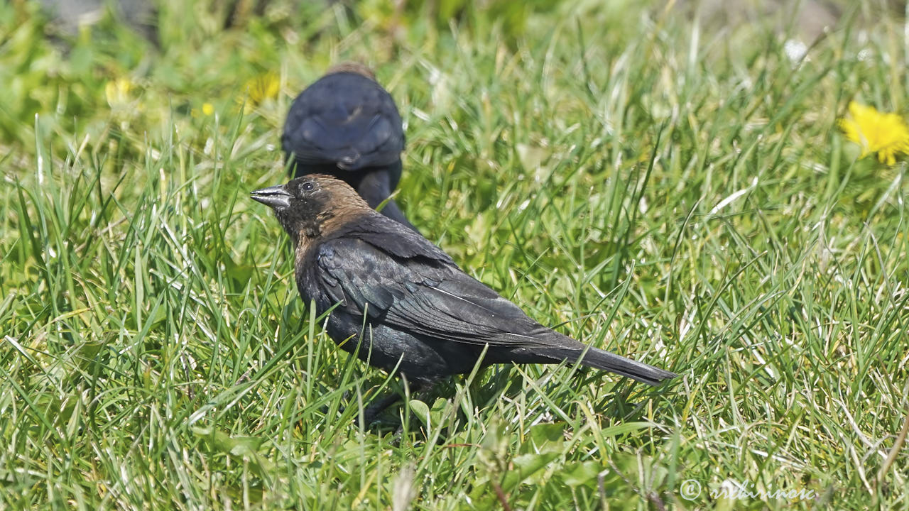 Brown-headed cowbird