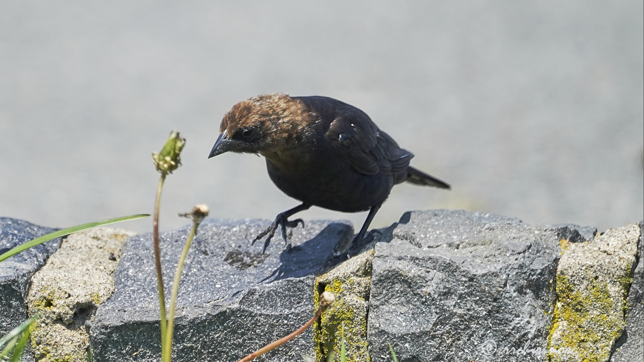 Brown-headed cowbird