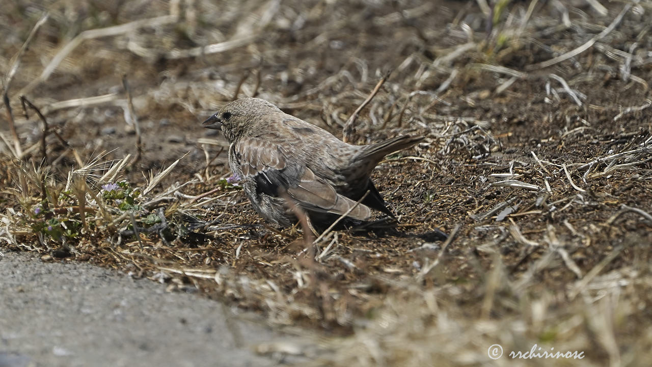 Brown-headed cowbird