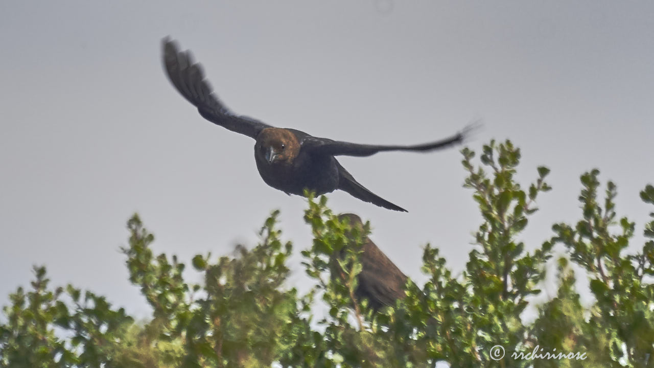 Brown-headed cowbird